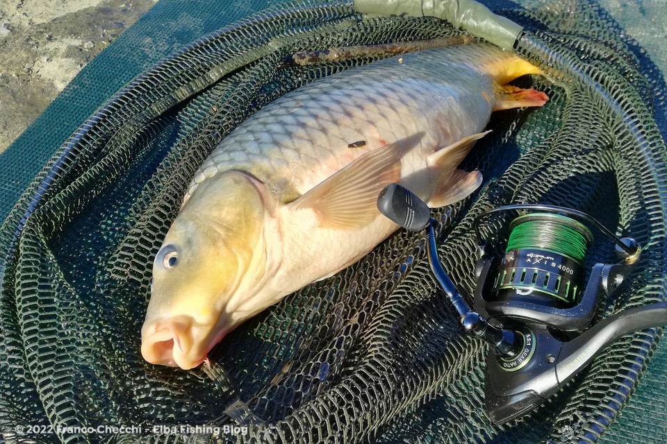 Carpa pane bread fishing