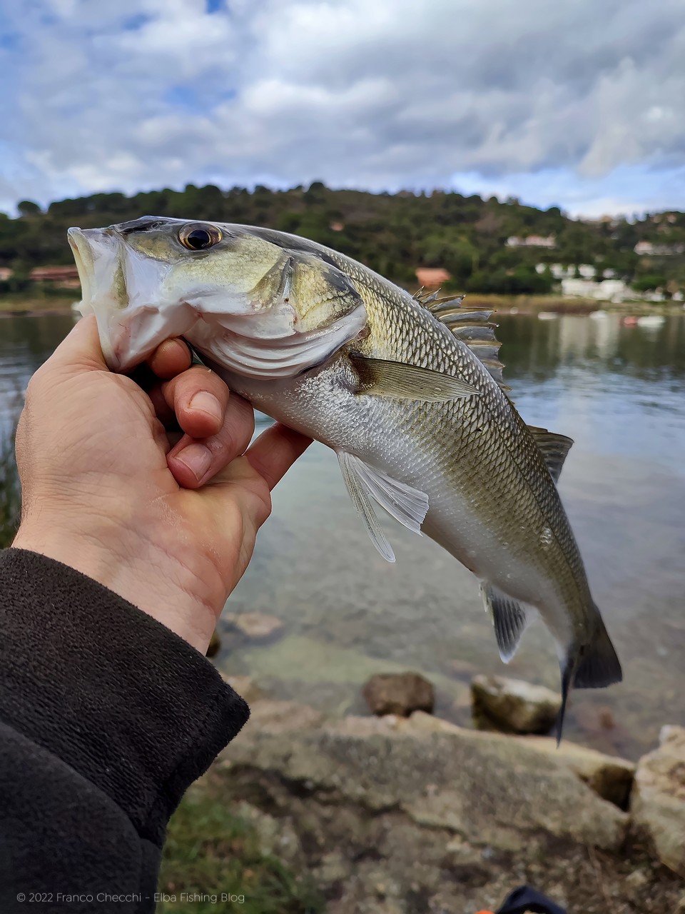 Spigola pesca inglese