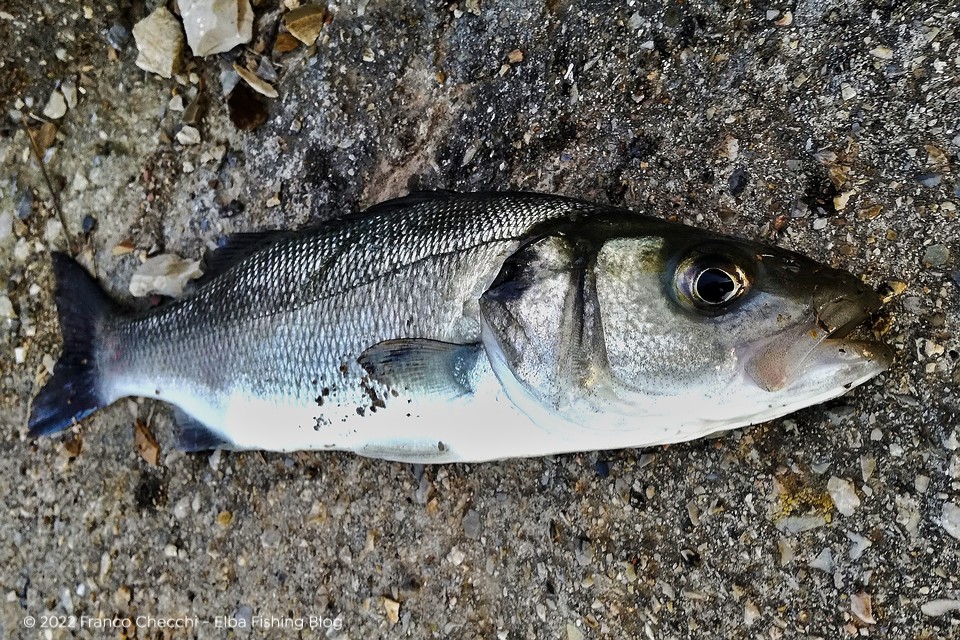 Spigola Acqua Bassa