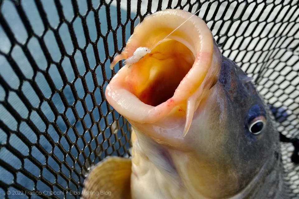 Carpa con bigattino morto