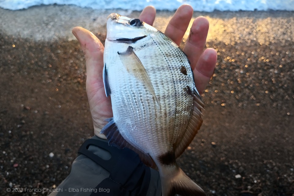 Pesca a bolognese dalla spiaggia