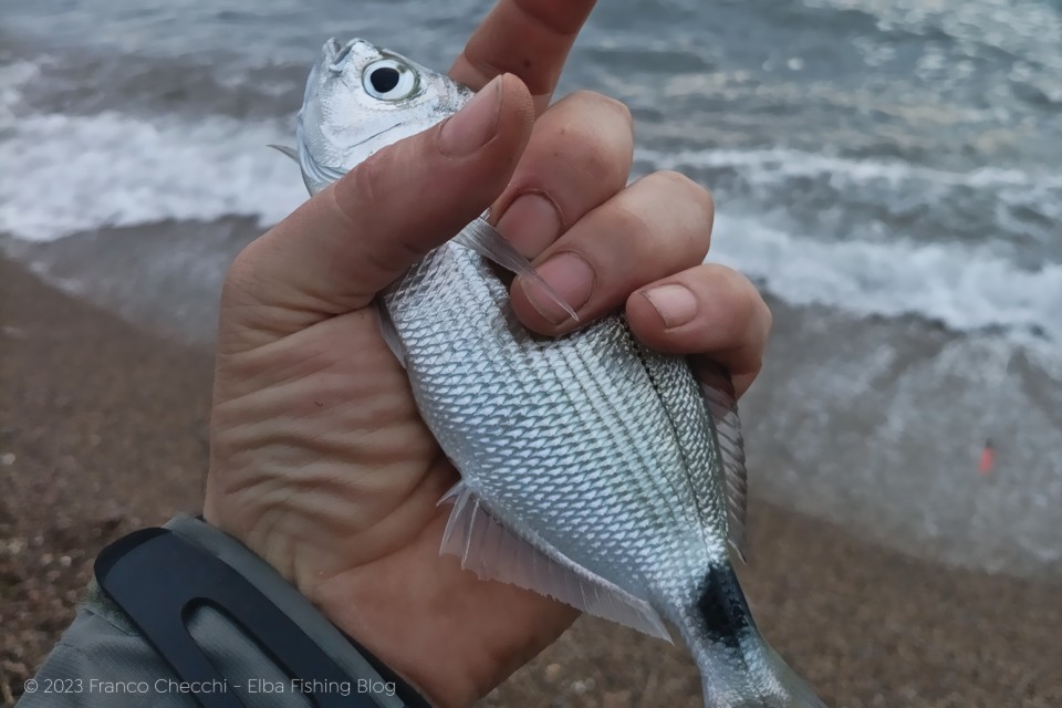 Pesca a bolognese dalla spiaggia