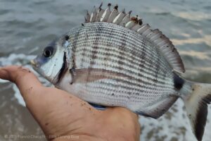 Pesca a bolognese dalla spiaggia