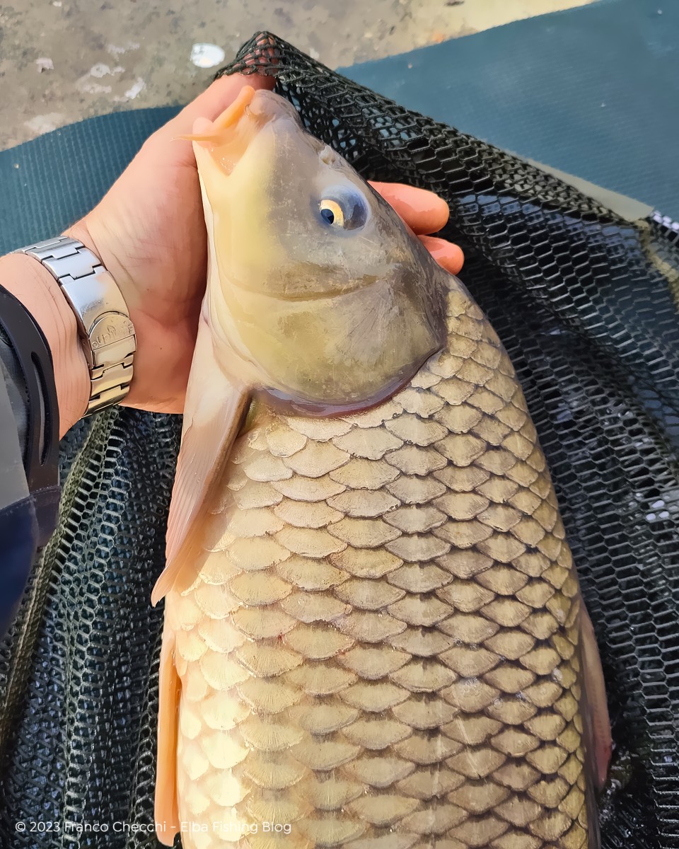 Carpa Pellet Feeder