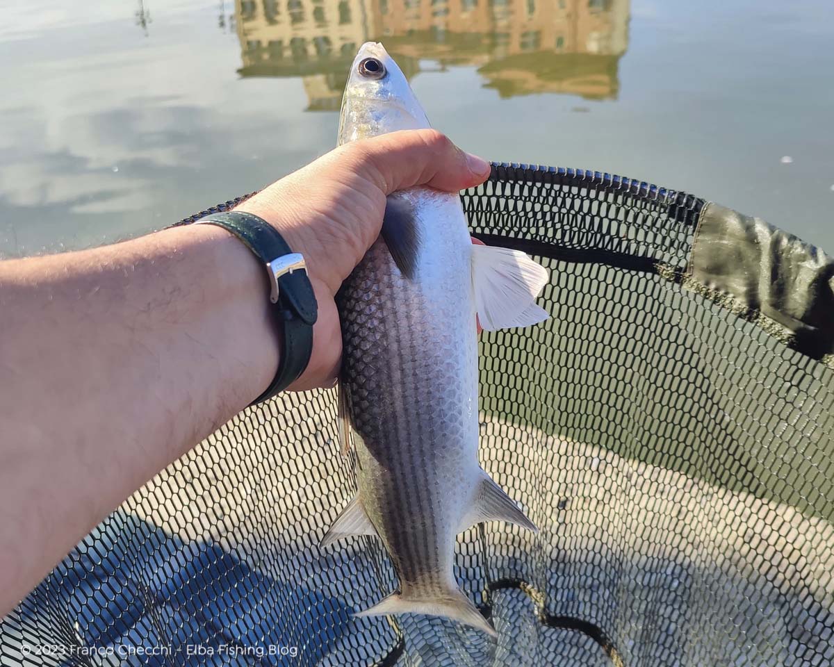 Cefalo esca petto di pollo crudo