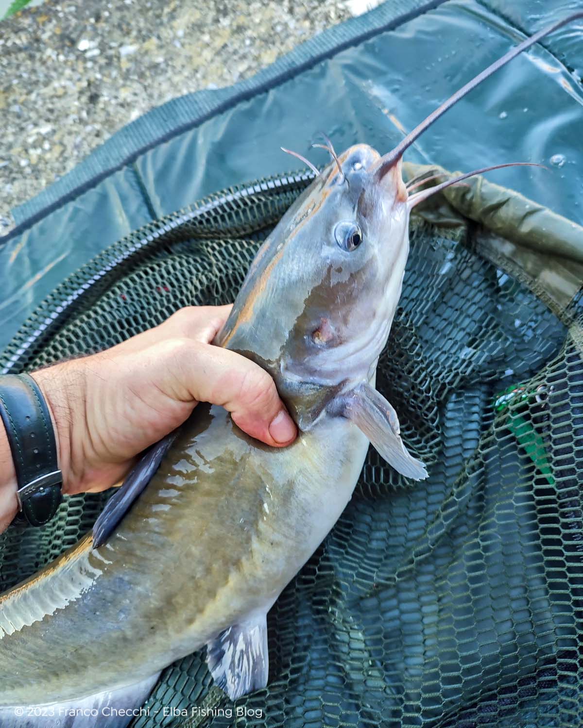 Channel catfish