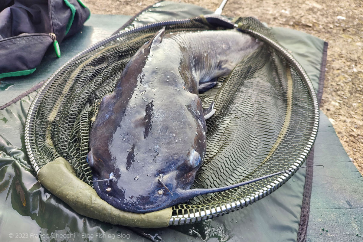 Channel catfish 12lb