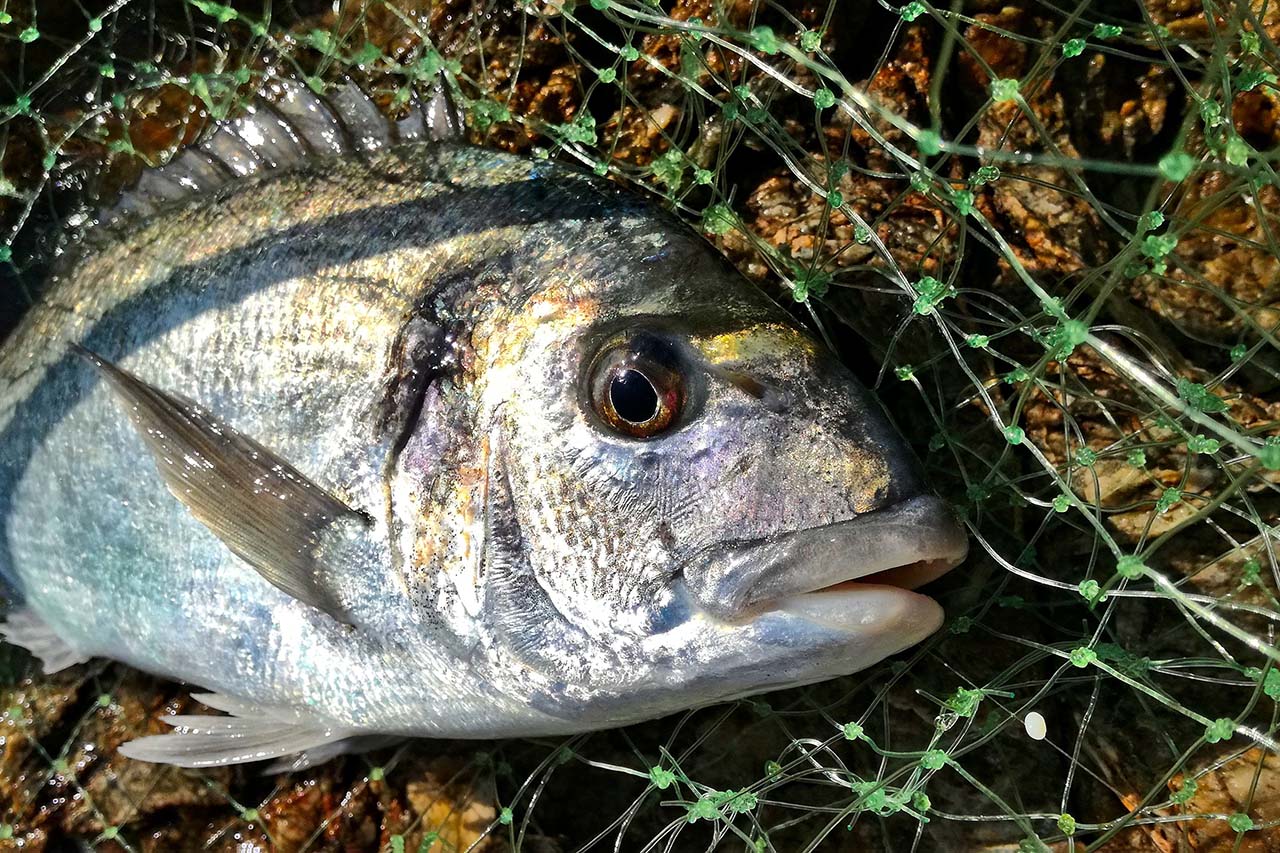 Orata in scogliera con il pollo