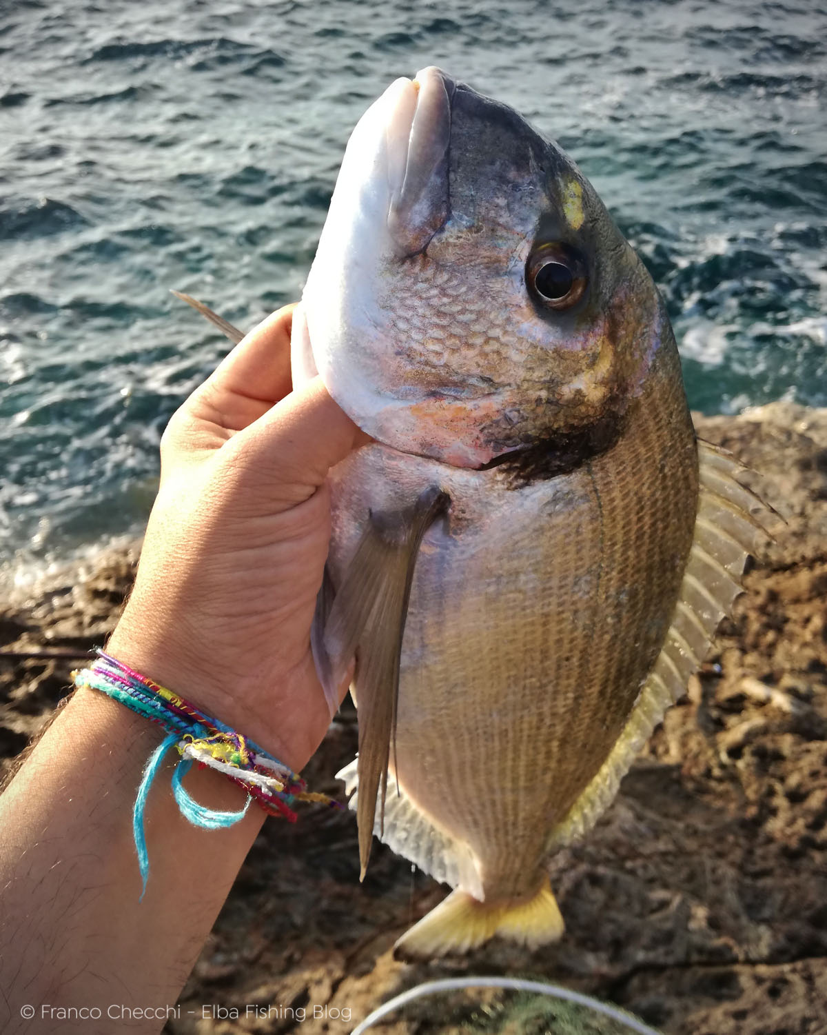 Orata esca petto di pollo crudo