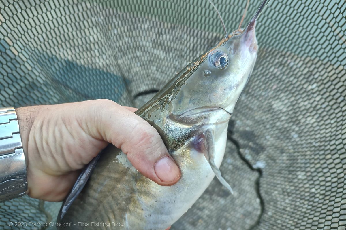 Channel Catfish